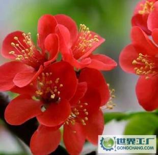 基地直銷優質花卉苗木 西府海棠、帖梗海棠與紅寶石海棠