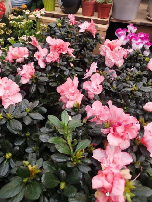 花語與機械交響曲——探訪現代花卉市場的科技魅力